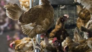 Chicken are pictured lock in a poultry farm in Bergentheim November 10, 2016 following the discovery of bird flu among wild birds in Europe.
Poultry farmers in The Netherlands have been ordered to lock up their flocks, after a dangerous variant of the bird flu (H5N8 strain) is spreading across Germany and other European countries. According to the state of Schleswig-Holstein, dead wild birds were also reported at Lake Constance in Baden-Wuerttemberg, Switzerland and Austria. / AFP / ANP / Vincent Jannink / Netherlands OUT (Photo credit should read VINCENT JANNINK/AFP/Getty Images)