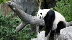 الباندا العملاقة تخرج من قائمة الحيوانات المهددّة بالاقراض
